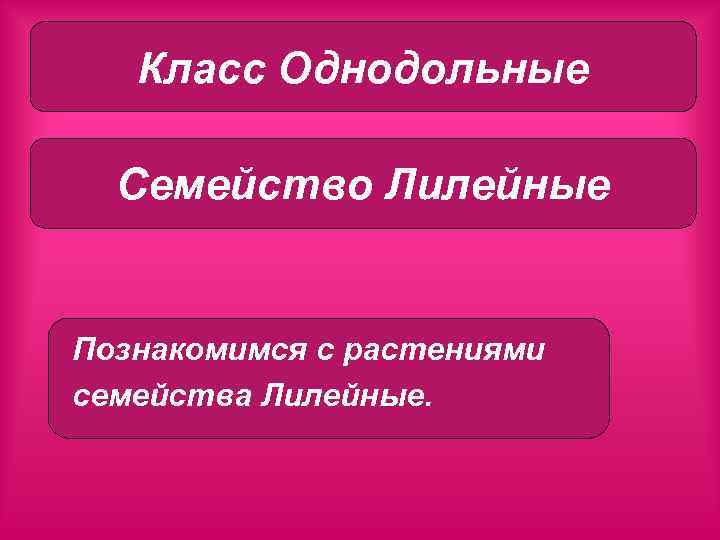 Класс однодольные Класс Однодольные Семейство Лилейные Познакомимся с растениями семейства Лилейные. 