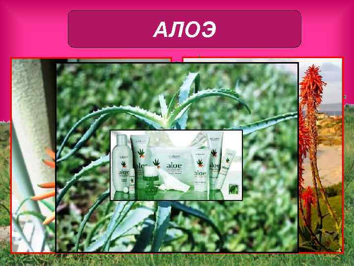 АЛОЭ 