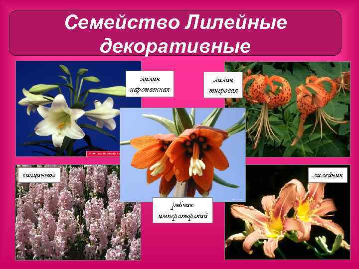 Семейство Лилейные декоративные лилия царственная гиацинты лилия тигровая лилейник рябчик императорский 