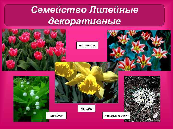 Семейство Лилейные декоративные тюльпаны нарцисс ландыш птицемлечник 