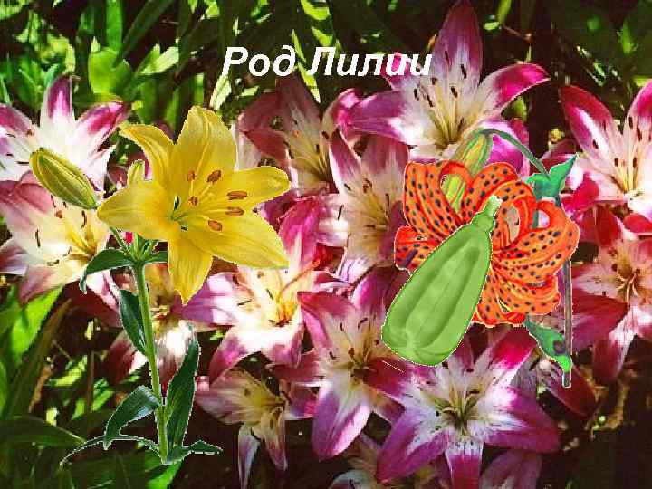 Род Лилии 