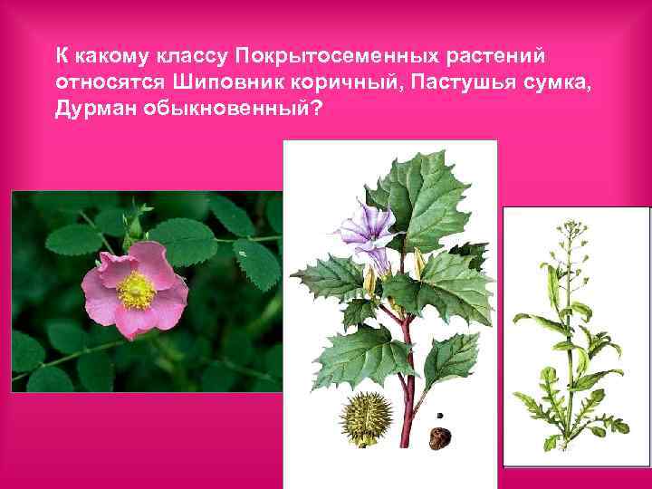 К какому классу Покрытосеменных растений относятся Шиповник коричный, Пастушья сумка, Дурман обыкновенный? 