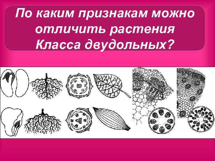 По каким признакам можно отличить растения Класса двудольных? 