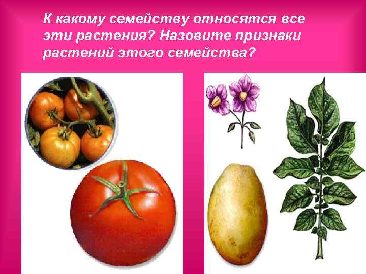 К какому семейству относятся все эти растения? Назовите признаки растений этого семейства? 