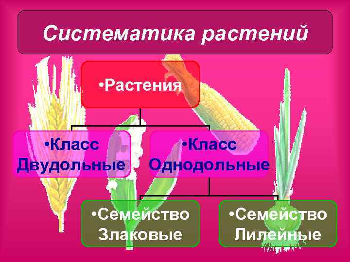 Систематика растений • Растения • Класс Двудольные • Класс Однодольные • Семейство Злаковые •