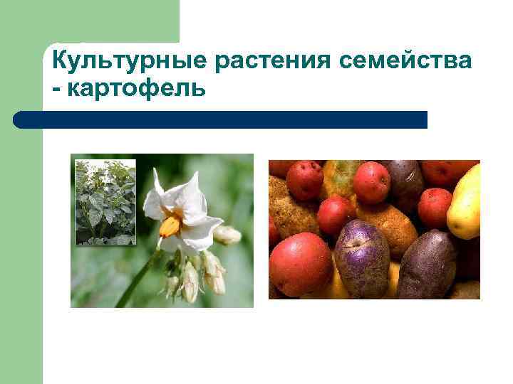 Культурные растения семейства - картофель 