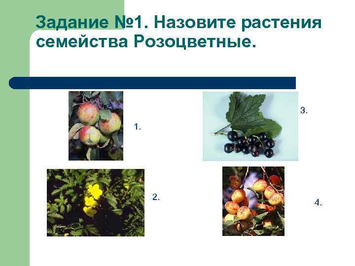 Задание № 1. Назовите растения семейства Розоцветные. 3. 1. 2. 4. 