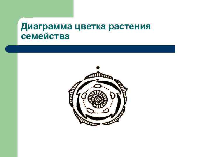 Диаграмма цветка растения семейства 
