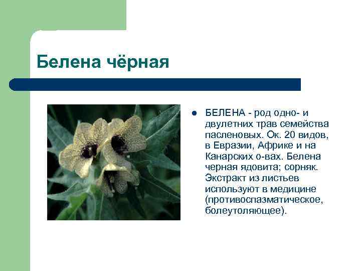 Белена чёрная l БЕЛЕНА - род одно- и двулетних трав семейства пасленовых. Ок. 20