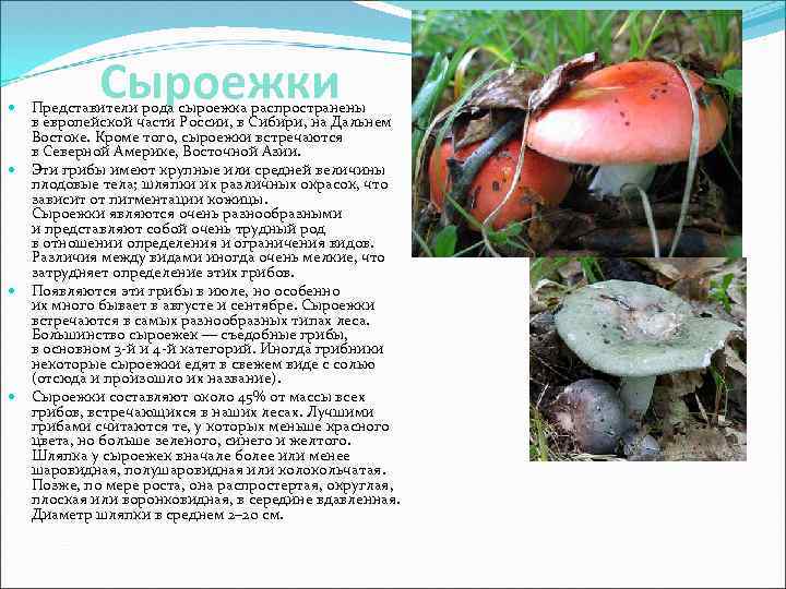 Сыроежки Представители рода сыроежка распространены в европейской части России, в Сибири, на Дальнем Востоке.