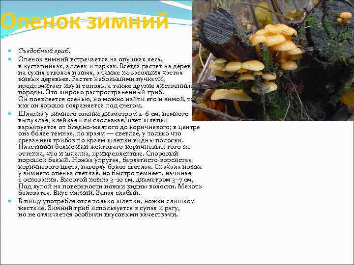 Опенок зимний Съедобный гриб. Опенок зимний встречается на опушках леса, в кустарниках, аллеях и