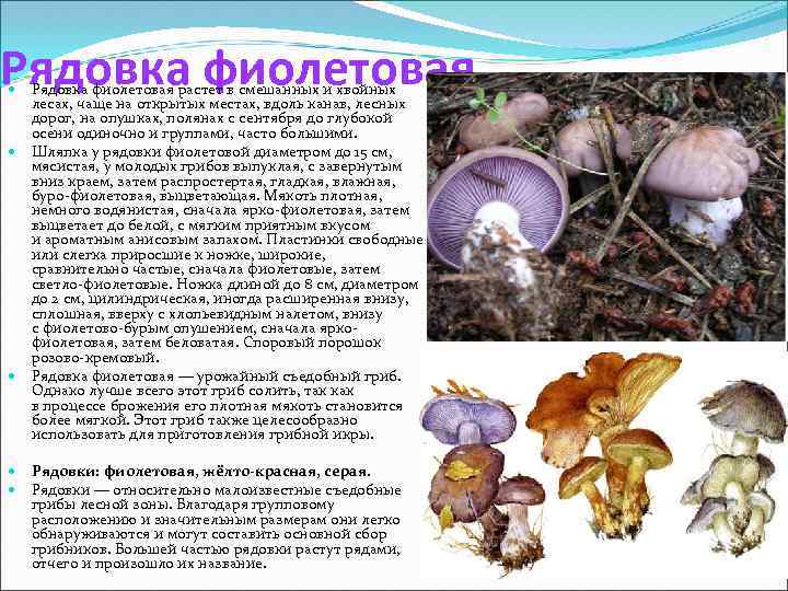 Рядовка фиолетовая растет в смешанных и хвойных лесах, чаще на открытых местах, вдоль канав,