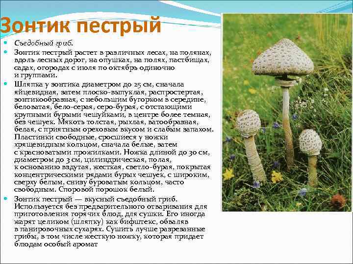 Зонтик пестрый Съедобный гриб. Зонтик пестрый растет в различных лесах, на полянах, вдоль лесных