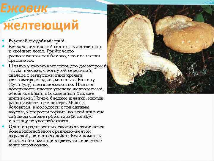 Ежовик желтеющий Вкусный съедобный гриб. Ежовик желтеющий селится в лиственных и хвойных лесах. Грибы