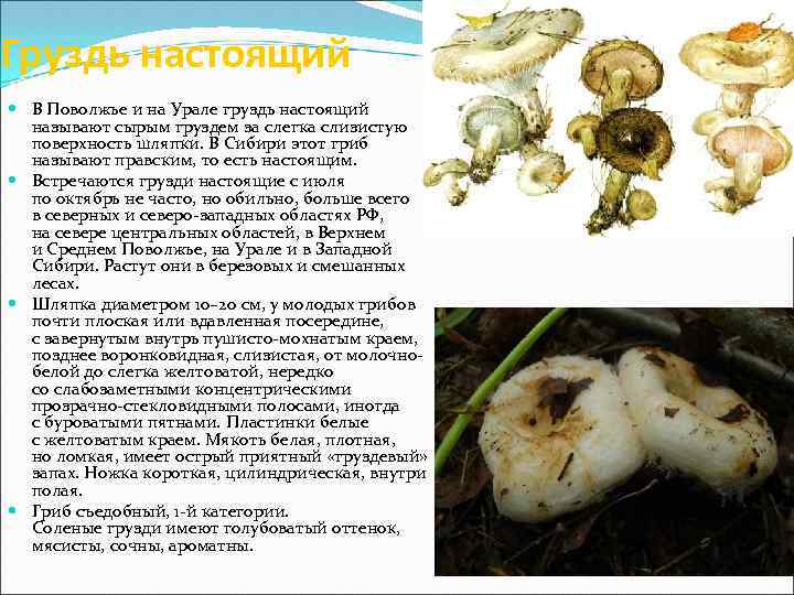 Груздь настоящий В Поволжье и на Урале груздь настоящий называют сырым груздем за слегка