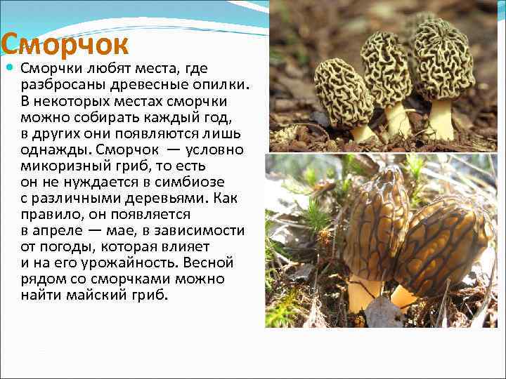 Сморчок Сморчки любят места, где разбросаны древесные опилки. В некоторых местах сморчки можно собирать