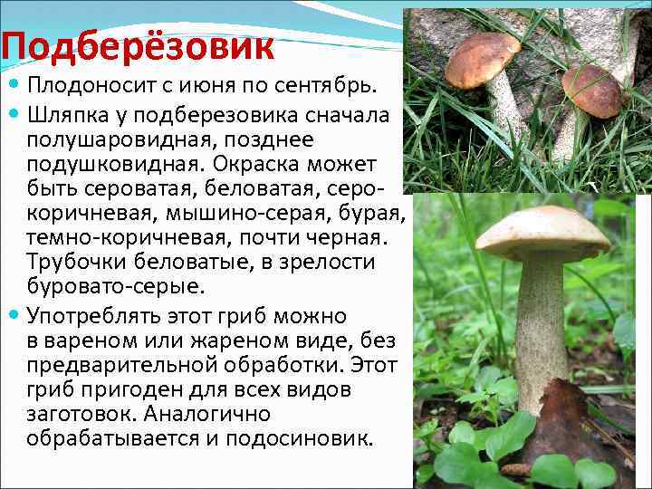 Подберёзовик Плодоносит с июня по сентябрь. Шляпка у подберезовика сначала полушаровидная, позднее подушковидная. Окраска