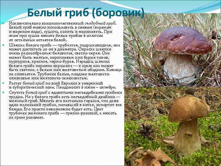Белый гриб (боровик) Исключительно высококачественный съедобный гриб. Белый гриб можно использовать в свежем (вареном