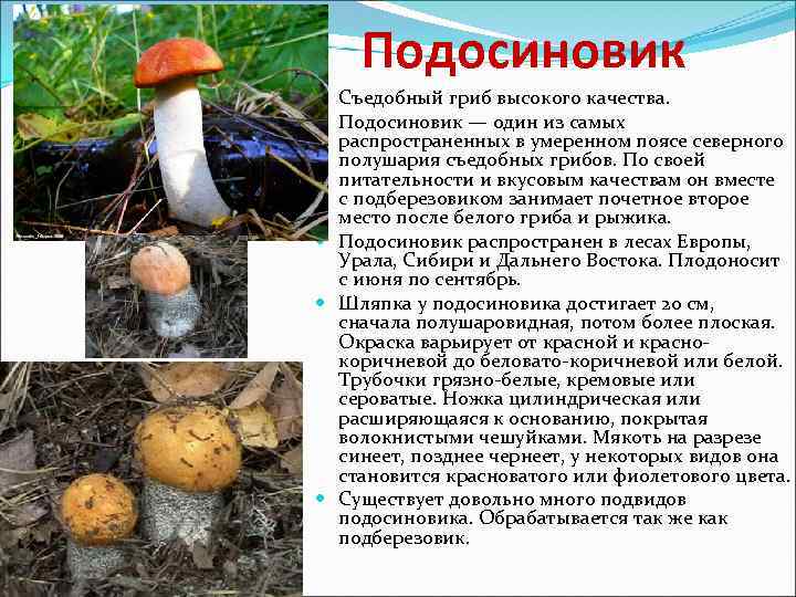 Подосиновик Съедобный гриб высокого качества. Подосиновик — один из самых распространенных в умеренном поясе