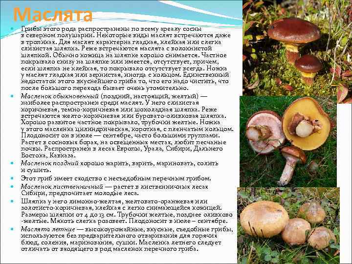 Маслята Грибы этого рода распространены по всему ареалу сосны в северном полушарии. Некоторые виды