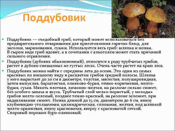 Поддубовик — съедобный гриб, который может использоваться без предварительного отваривания для приготовления горячих блюд,