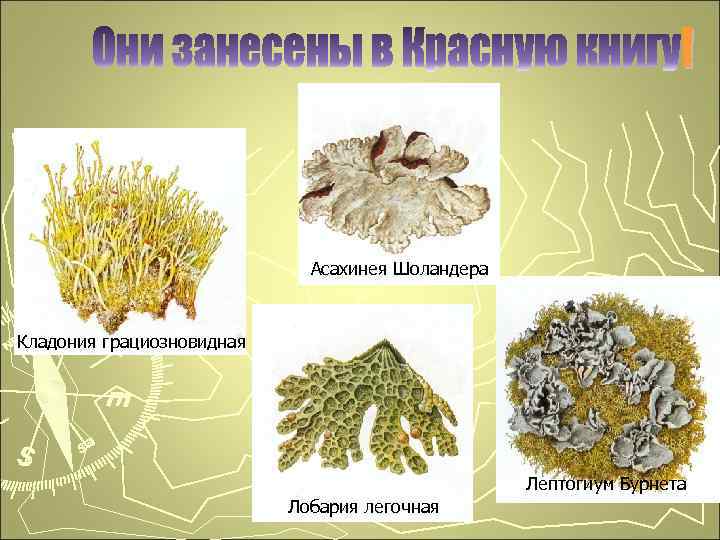 Асахинея Шоландера Кладония грациозновидная Лептогиум Бурнета Лобария легочная 