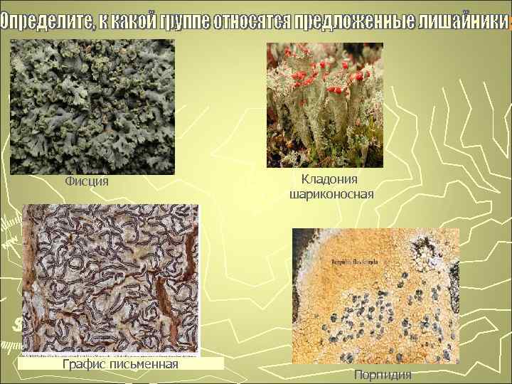 Фисция Графис письменная Кладония шариконосная Порпидия 