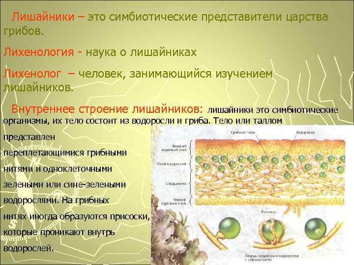 Лишайники – это симбиотические представители царства грибов. Лихенология - наука о лишайниках Лихенолог –
