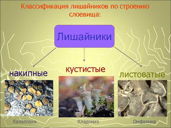 Классификация лишайников по строению слоевища: Лишайники накипные Калоплака кустистые Кладония листоватые Омфалина 