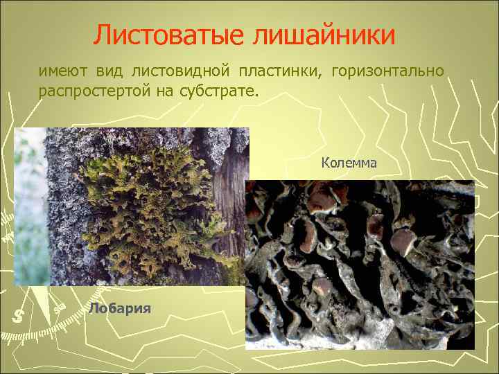 Листоватые лишайники имеют вид листовидной пластинки, горизонтально распростертой на субстрате. Колемма Лобария 
