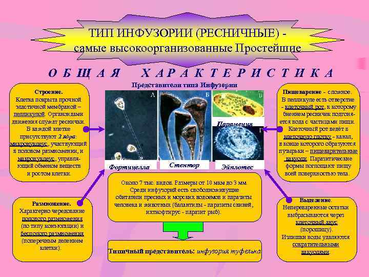 ТИП ИНФУЗОРИИ (РЕСНИЧНЫЕ) самые высокоорганизованные Простейшие О Б Щ А Я Строение. Клетка покрыта
