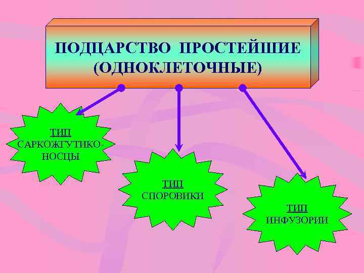 ПОДЦАРСТВО ПРОСТЕЙШИЕ (ОДНОКЛЕТОЧНЫЕ) ТИП САРКОЖГУТИКОНОСЦЫ ТИП СПОРОВИКИ ТИП ИНФУЗОРИИ 