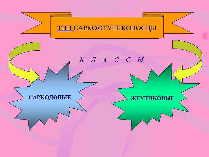 ТИП САРКОЖГУТИКОНОСЦЫ К Л А С С Ы САРКОДОВЫЕ ЖГУТИКОВЫЕ 