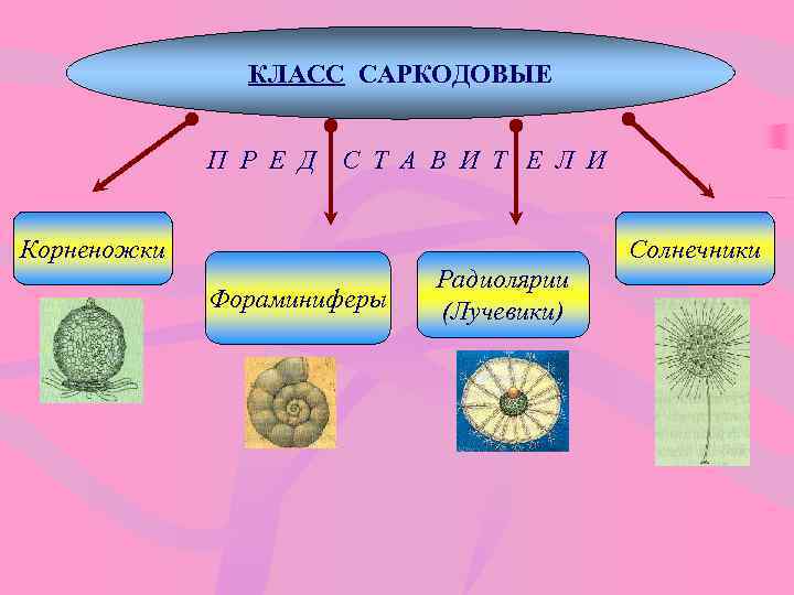 Саркодовые таблица. Тип Саркодовые корненожки. Тип простейшие класс Саркодовые. Отряд у саркодовых систематика.