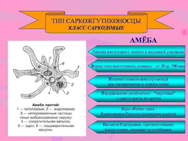 ТИП САРКОЖГУТИКОНОСЦЫ КЛАСС САРКОДОВЫЕ АМЁБА Лишена внутреннего скелета и наружной раковины Форма тела непостоянна,