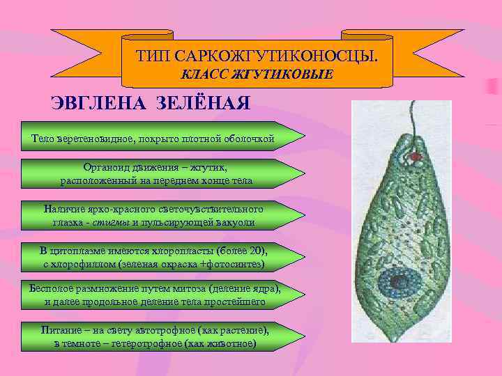 ТИП САРКОЖГУТИКОНОСЦЫ. КЛАСС ЖГУТИКОВЫЕ ЭВГЛЕНА ЗЕЛЁНАЯ Тело веретеновидное, покрыто плотной оболочкой Органоид движения –