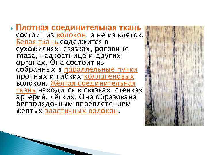  Плотная соединительная ткань состоит из волокон, а не из клеток. Белая ткань содержится