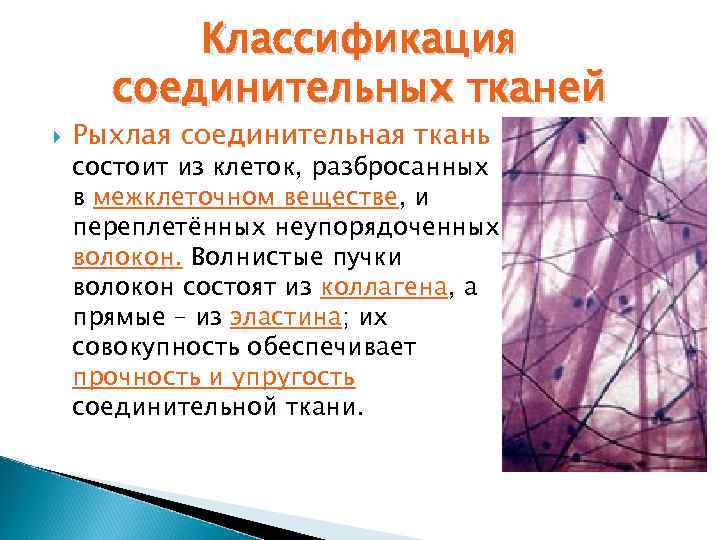 Классификация соединительных тканей Рыхлая соединительная ткань состоит из клеток, разбросанных в межклеточном веществе, и