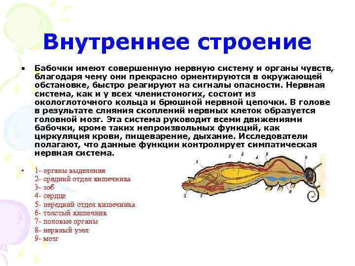 Внутреннее строение • Бабочки имеют совершенную нервную систему и органы чувств, благодаря чему они