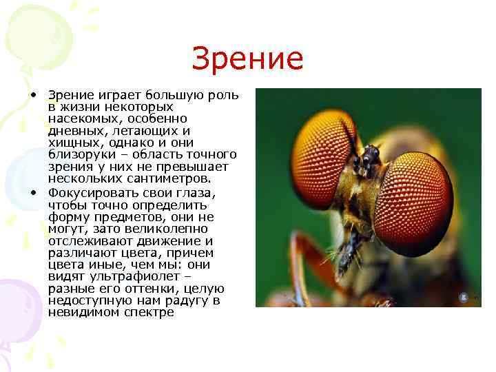 Зрение • Зрение играет большую роль в жизни некоторых насекомых, особенно дневных, летающих и