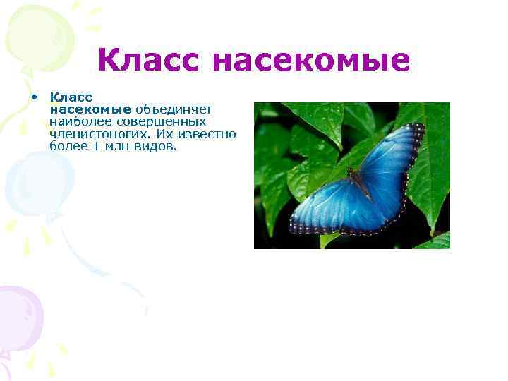 Класс насекомые • Класс насекомые объединяет наиболее совершенных членистоногих. Их известно более 1 млн
