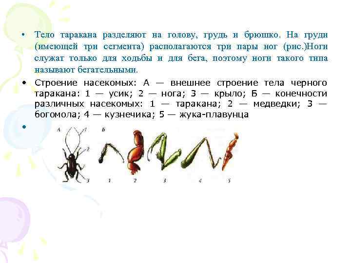  • Тело таракана разделяют на голову, грудь и брюшко. На груди (имеющей три