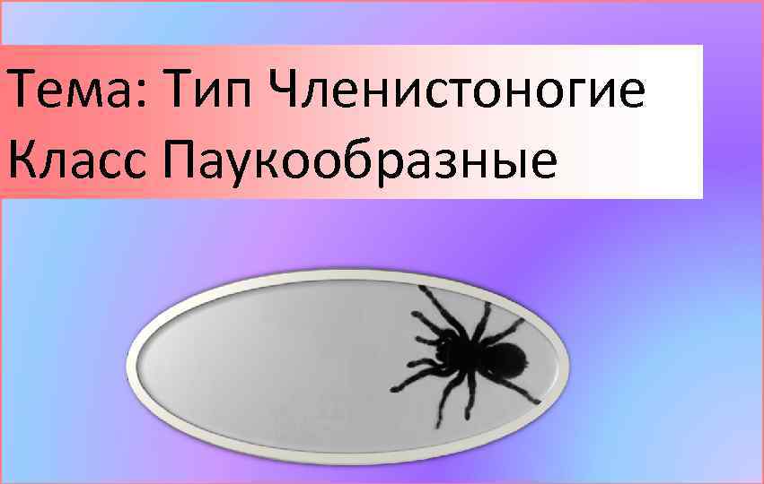 Тема: Тип Членистоногие Класс Паукообразные 