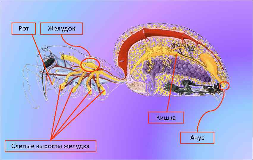 Рот Желудок Кишка Слепые выросты желудка Анус 