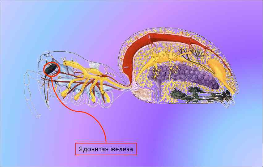 Ядовитая железа 