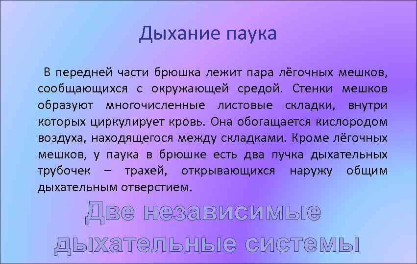 Дыхание паука В передней части брюшка лежит пара лёгочных мешков, сообщающихся с окружающей средой.