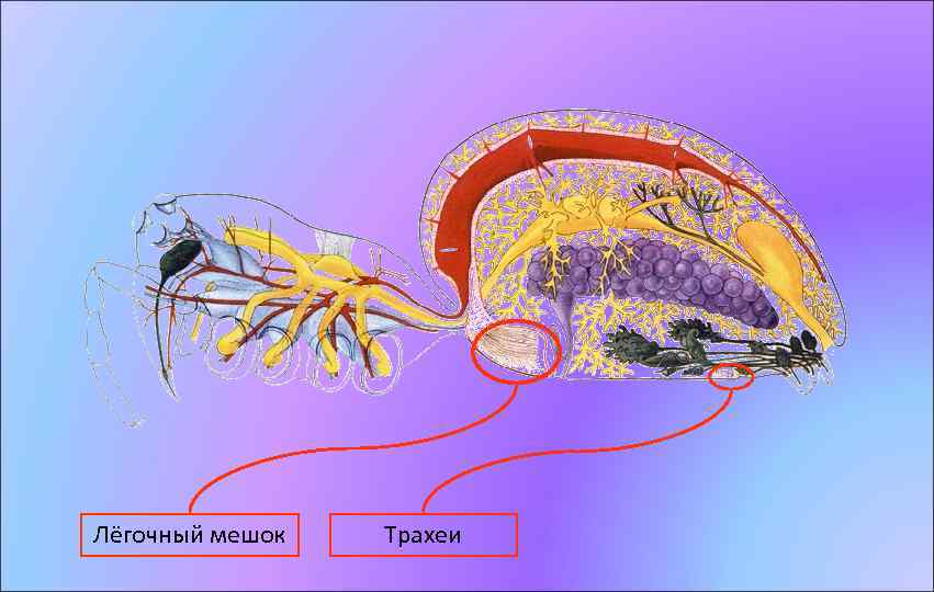 Лёгочный мешок Трахеи 