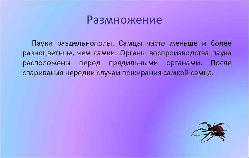 Размножение Пауки раздельнополы. Самцы часто меньше и более разноцветные, чем самки. Органы воспроизводства паука