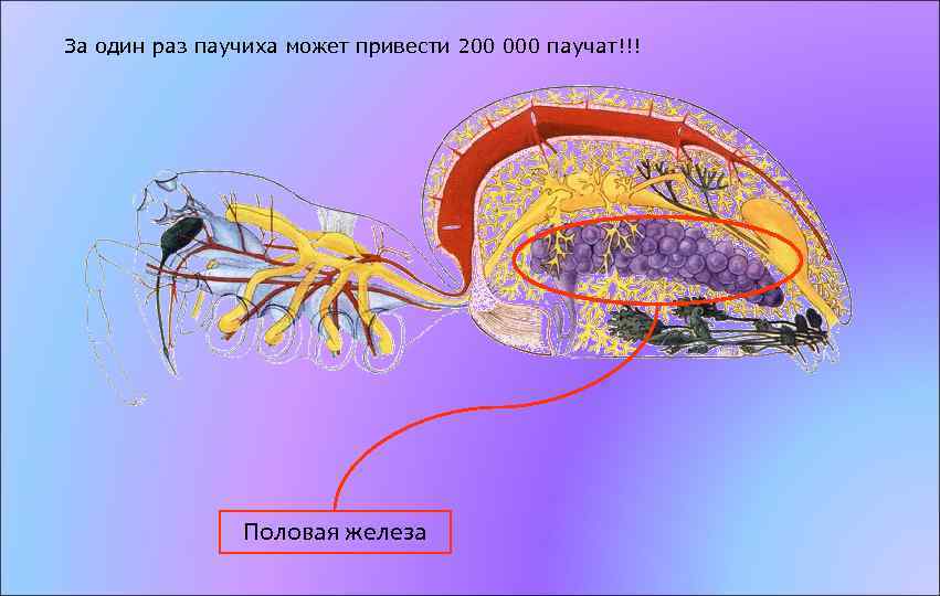 За один раз паучиха может привести 200 000 паучат!!! Половая железа 