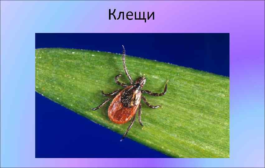 Клещи 